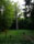 photo arbre ardennes